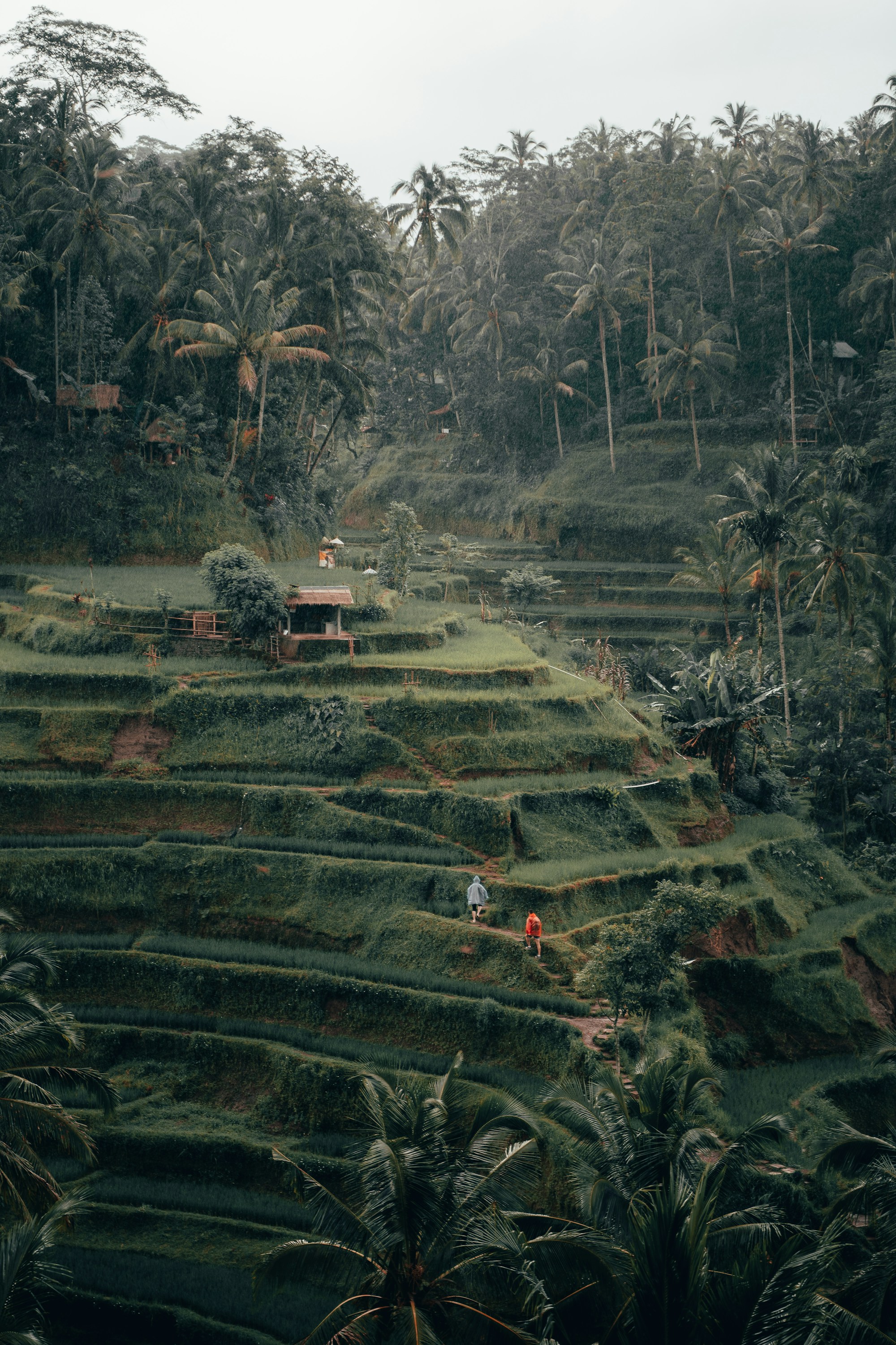 Terrazas de arroz en Bali